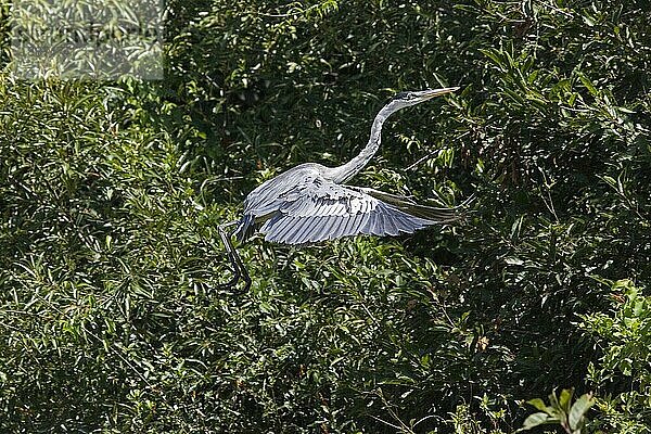 Cocoireiher (ardea cocoi)  ERWACHSENE IM FLUG  LOS LIANOS IN VENEZUELA