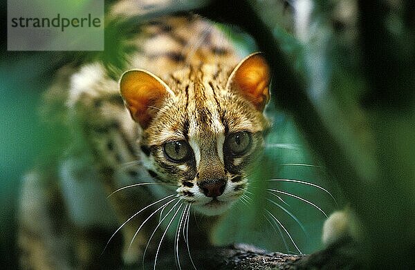 Leopardkatze (prionailurus bengalensis)  Getarnt Erwachsener