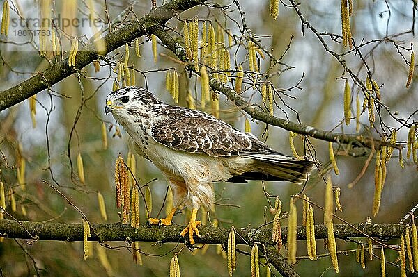 Mäusebussard (buteo buteo)  Erwachsener auf Ast  Normandie