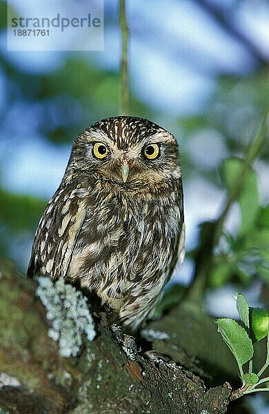 Steinkauz (athene noctua)  Erwachsener auf Ast  Normandie