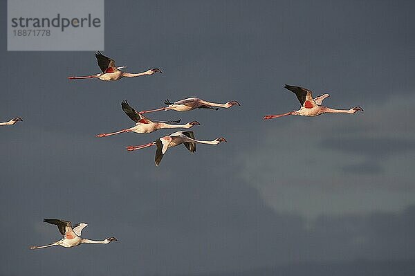 Kleiner Flamingo (phoenicopterus minor)  erwachsene Tiere im Flug  Nakuru-See in Kenia