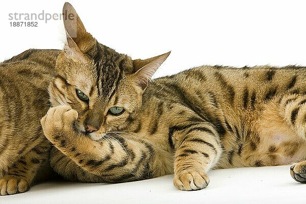 Brown Spotted Tabby Bengal Hauskatze  Erwachsene lecken ihre Pfote gegen weißen Hintergrund