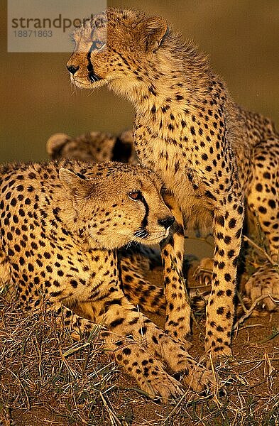 Gepard (acinonyx jubatus)  erwachsen  Masai Mara Park in Kenia