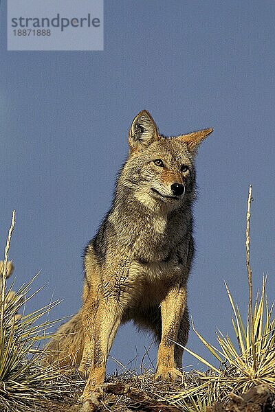 Kojote (canis latrans)  ERWACHSENER  MONTANA