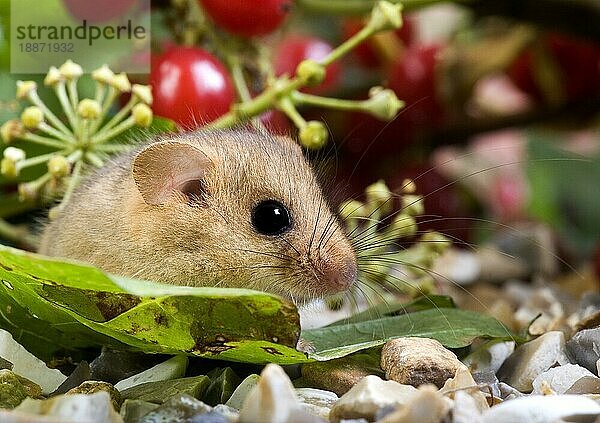 Haselmaus (muscardinus avellanarius)  erwachsen und Beeren  Normandie