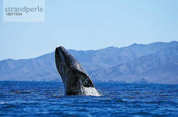 GRAUWAL (eschrichtius robustus) ODER GRAUWAL  ERWACHSENER  BAJA CALIFORNIA IN MEXIKO