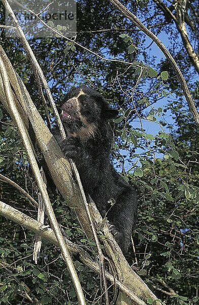 Brillenbär (tremarctos ornatus)  ERWACHSENER IM BAUM STEHEND