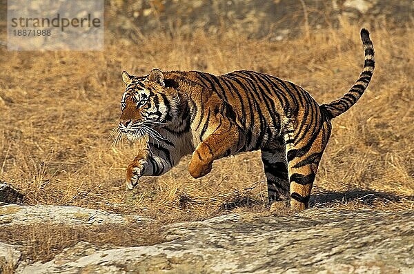 Königstiger (panthera tigris tigris)  ERWACHSENER LAUFEND