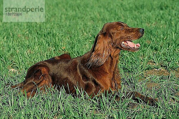 IRISH SETTER ODER RED SETTER  ERWACHSENER HUND  IM GRAS LIEGEND