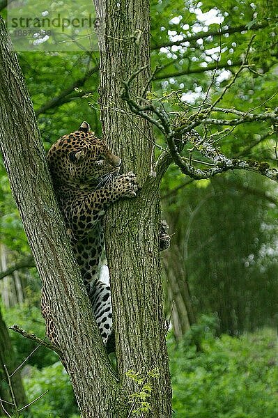 Ceylon-Leopard (panthera pardus kotiya)  ERWACHSENER KLIMMER AUF DEM BAUMSTAMM