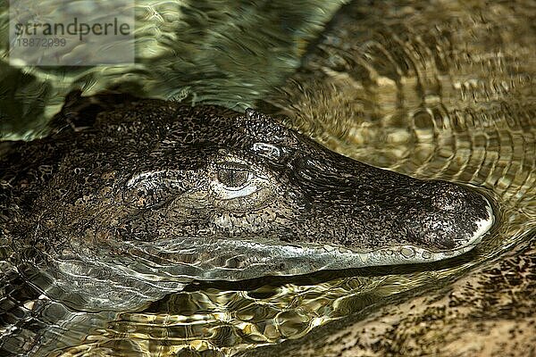 Krokodilkaiman (caiman crocodilus)  KOPF eines Erwachsenen  der aus dem Wasser aufsteigt