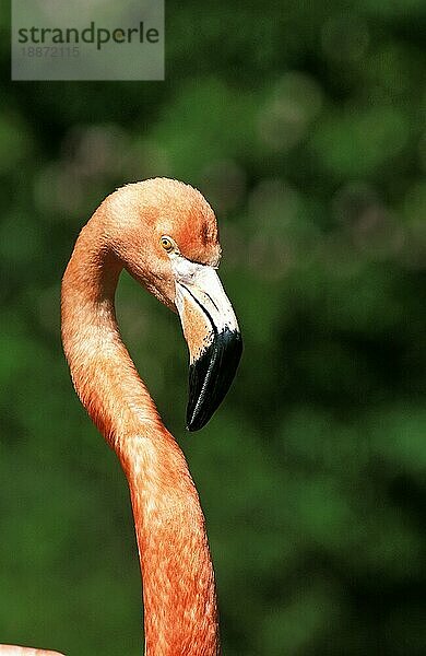 Chileflamingo (phoenicopterus chilensis)  Porträt eines Erwachsenen