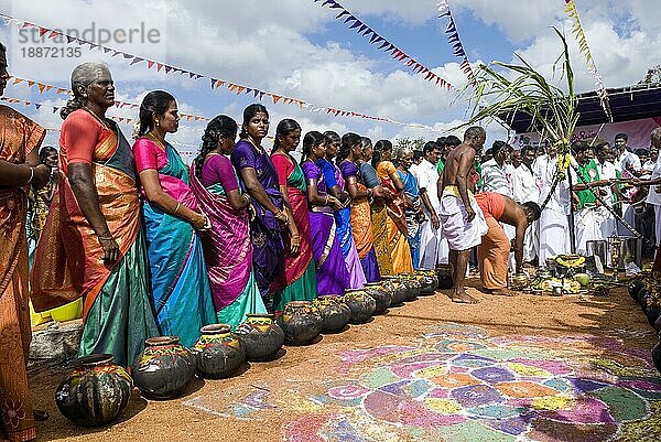 Dorfbewohner verehren Pongal-Töpfe während des Pongal-Festes in Pollachi  Tamil Nadu  Südindien  Indien  Asien