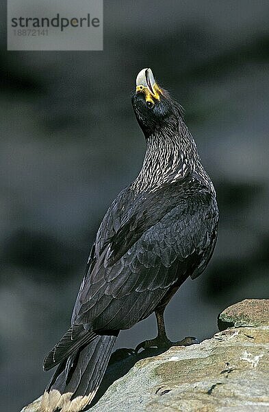 Gestreifter Karakara oder Forster-Karakara (phalcoboenus australis)  Erwachsener rufend