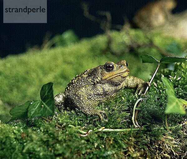 Erdkröte (bufo bufo)  erwachsen