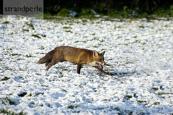 Rotfuchs (vulpes vulpes)  ERWACHSENER IM SCHNEE  NORMANDY IN Frankreich