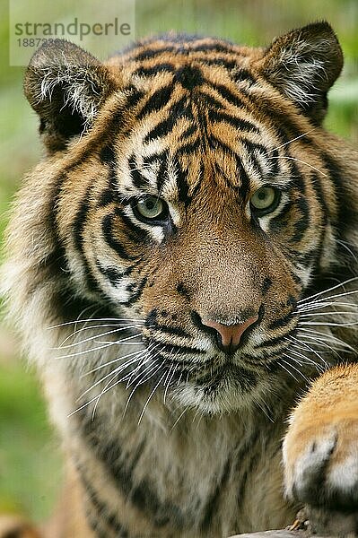 Sumatra-Tiger (panthera tigris sumatrae)  Porträt eines Erwachsenen