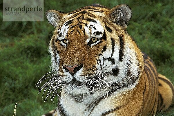 SIBERISCHER TIGER (panthera tigris altaica)  PORTRAIT EINES ERWACHSENEN