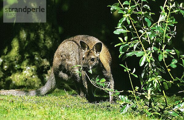 Rotnackenwallaby (macropus rufogriseus)  ERWACHSENER FÜTTERT AUF BLÄTTERN  AUSTRALIEN