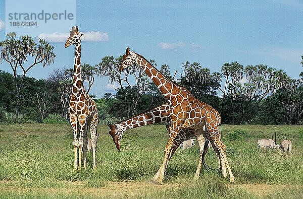 Netzgiraffe (giraffa camelopardalis reticulata)  Gruppe von Erwachsenen  Samburu Park in Kenia