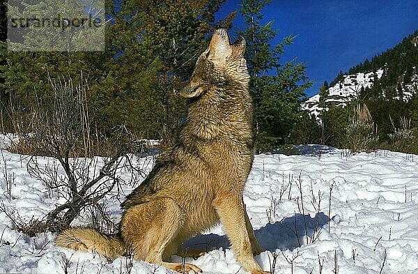 NORDAMERIKANISCHER Mackenzie-Wolf (canis lupus occidentalis)  ERWACHSENER HEULEND IM SCHNEE  KANADA