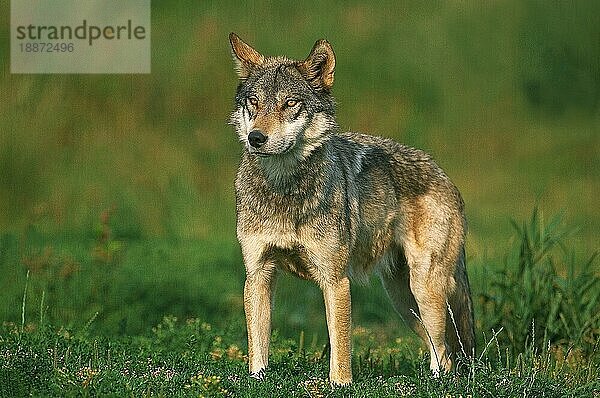 EUROPÄISCHER WOLF (canis lupus)  ERWACHSENER AUF GRAS STEHEND