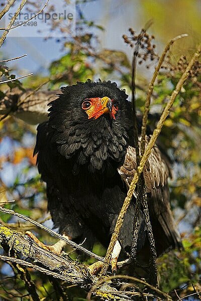 Gänseadler (terathopius ecaudatus)  erwachsen