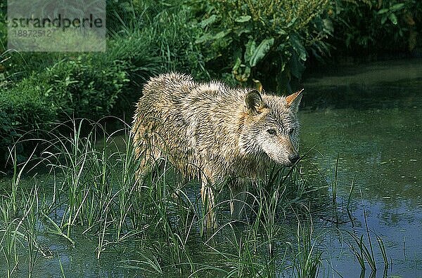 EUROPÄISCHER WOLF (canis lupus)  ERWACHSENER IM WASSER STEHend