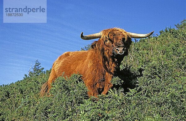 HOCHLANDKUH  ERWACHSEN  STEHEND IM FARN