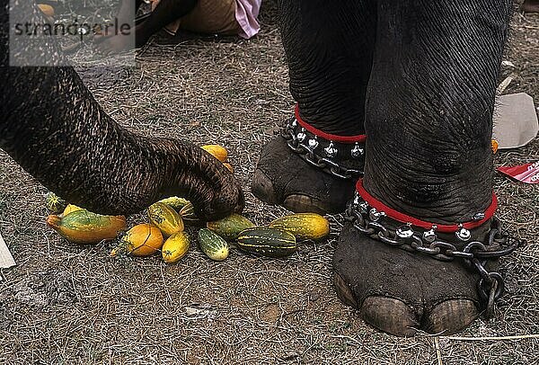 Tempelelefant frisst Gurke  Kerala  Südindien  Indien  Asien