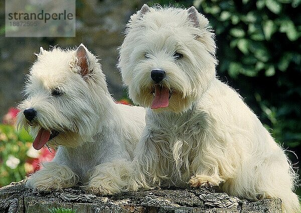 WEST HIGHLAND WHITE TERRIER  ZWEI ERWACHSENE TIERE