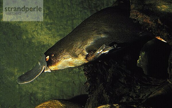 Schnabeltier (ornithorhynchus anatinus)  ERWACHSENER SCHWIMMT IM FLUSS  AUSTRALIEN