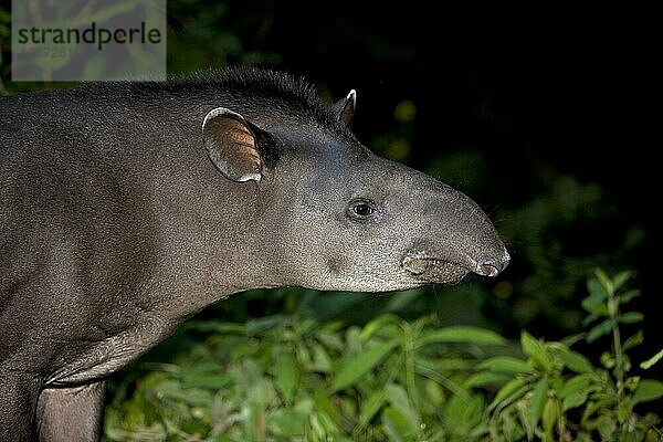 Flachlandtapir (Tapirus terrestris)  Kopf eines Erwachsenen  Manu-Nationalpark in Peru