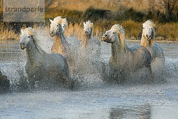 CAMARGUE PFERD  HERDE GALOPPIERT DURCH SUMPF  SAINTES MARIE DE LA MER IM SÜDEN VON Frankreich