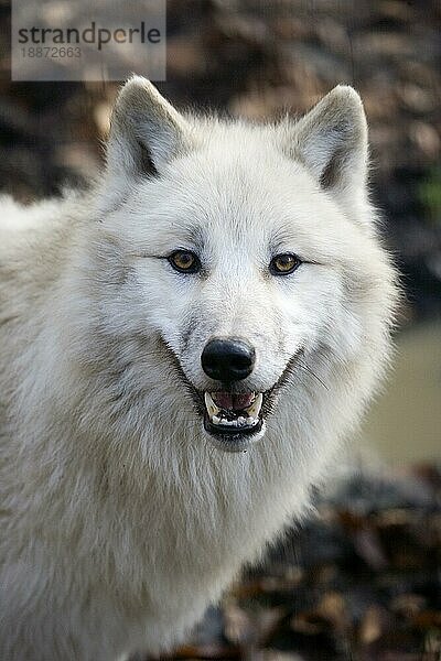 Arktischer Wolf (canis lupus tundrarum)  Porträt eines Erwachsenen