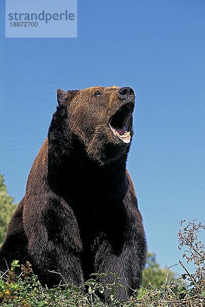 BRAUNBÄR (ursus arctos)  ERWACHSENER MIT OFFENEM MUND  SCHREIEN