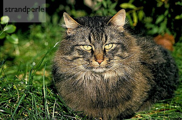 Skogkatt Hauskatze  erwachsen liegend auf Gras