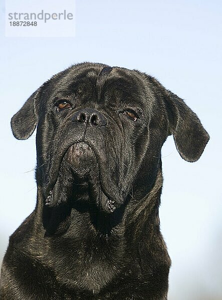 CANE CORSO  EINE HUNDERASSE AUS ITALIEN  KOPF EINES ERWACHSENEN