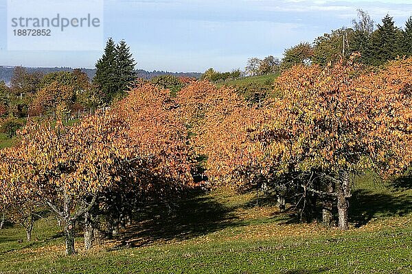 Streuobstwiese  Apfelbäume im Herbst  German Fruit Meadow in Autumn  Deutschland  Europa