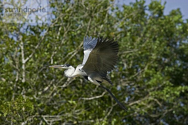 Cocoireiher (ardea cocoi)  ERWACHSENE IM FLUG  LOS LIANOS IN VENEZUELA