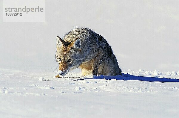 Kojote (canis latrans)  Erwachsener auf Schnee  Montana