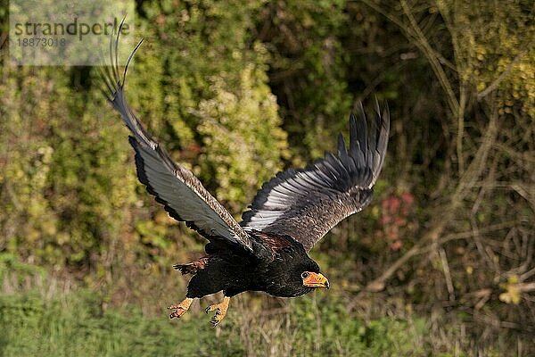 Gaukler (terathopius ecaudatus)  ERWACHSENER FLIGHT