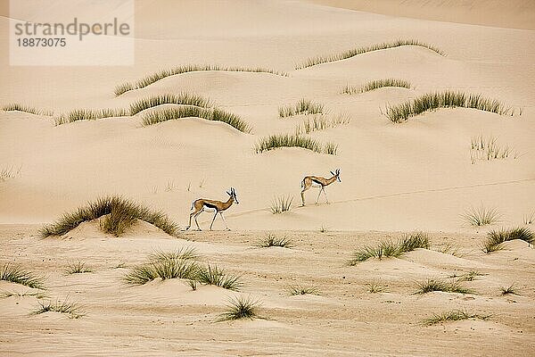 Springbock (antidorcas marsupialis)  Erwachsene gehen auf Sand  Namib-Wüste in Namibia