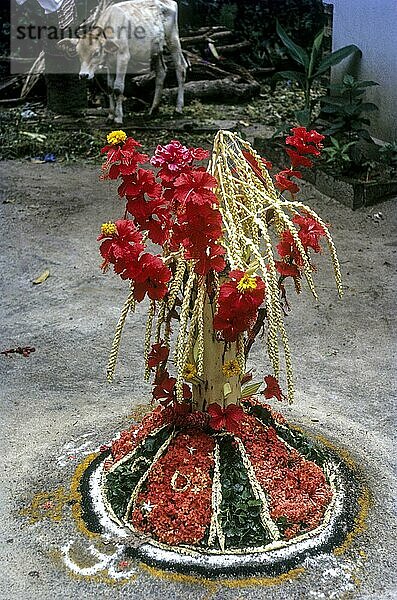 Blumenschmuck beim Onam Fest  Kerala  Südindien  Indien  Asien