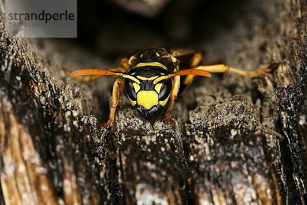 Gemeine Wespe (Vespula vulgaris)  erwachsen  Normandie