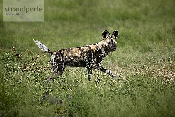 AFRIKANISCHER WILDHUND (lycaon pictus)  ERWACHSENER STEHEND IM LANGEN GRAS  NAMIBIA