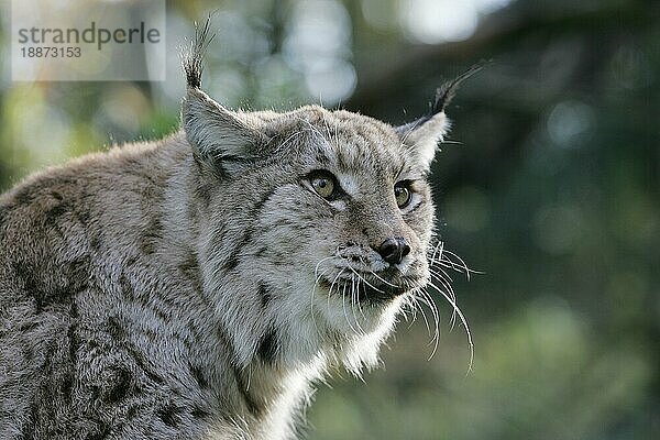 Europäischer Rotluchs (felis lynx)  Porträt eines Erwachsenen