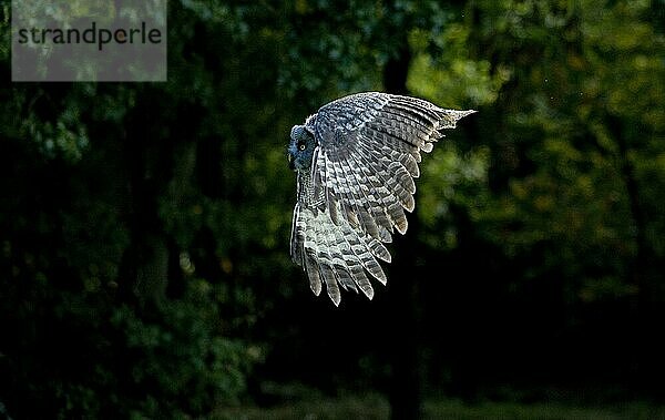 Bartkauz (strix nebulosa)  ERWACHSENER IM FLUG