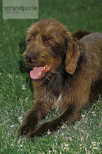 PUDELPOINTER-RÜDE  ERWACHSEN  IM GRAS LIEGEND