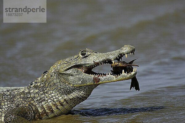 SPECTACLED CAIMAN (caiman crocodilus)  ERWACHSENER FISCHFANG  LOS LIANOS IN VENEZUELA